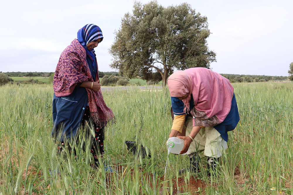 HAF to Plant Trees in Morocco on Martin Luther King Day