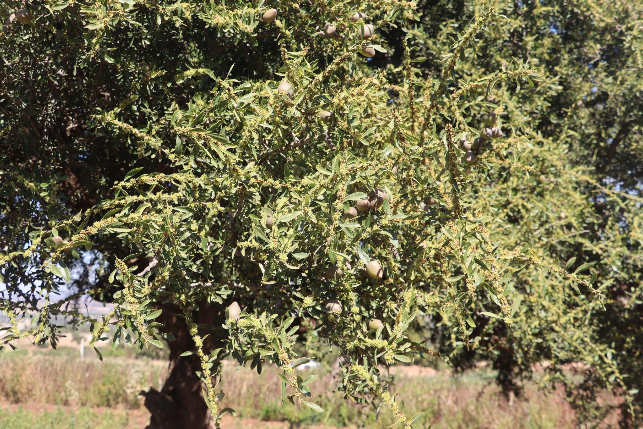 For Morocco’s Sustainable Development, Argan Trees are Deeply Rooted