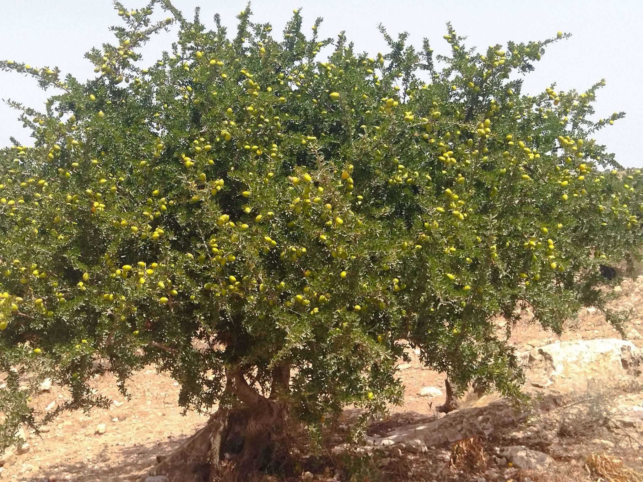 Planting Argan Trees in Morocco